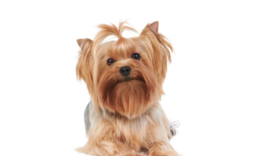 Keeping the Yorkshire Terrier's Coat Healthy